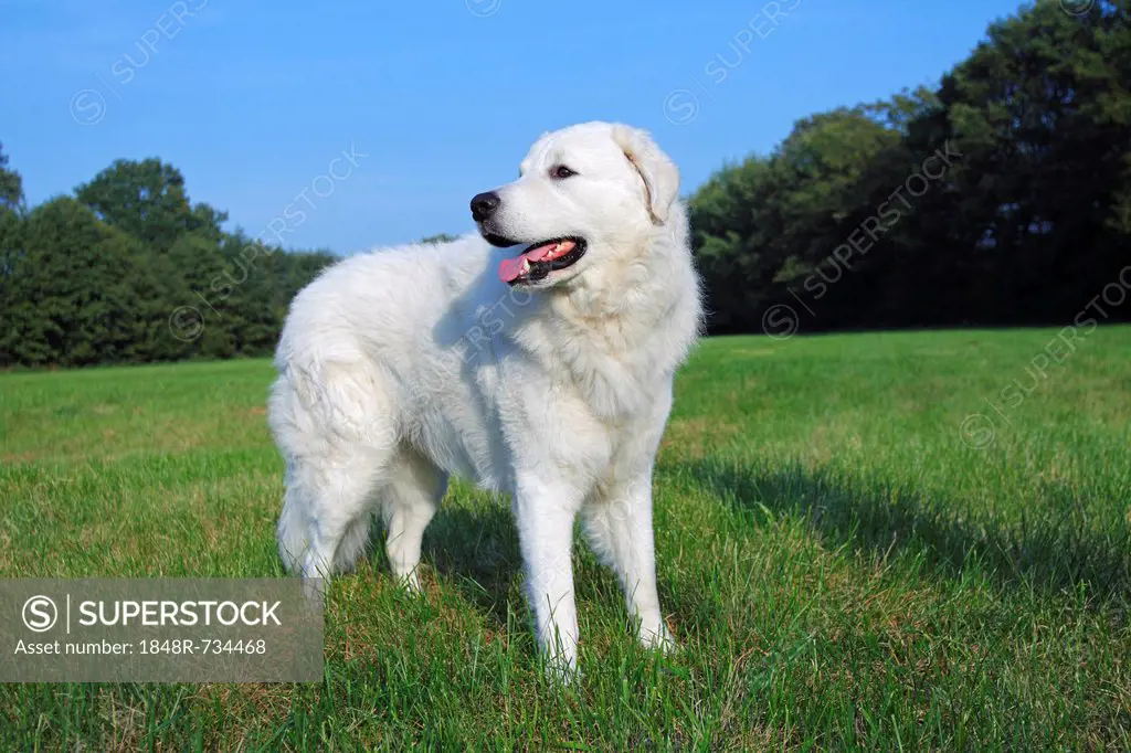 Kuvasz (Canis lupus familiaris), male, livestock guardian dog