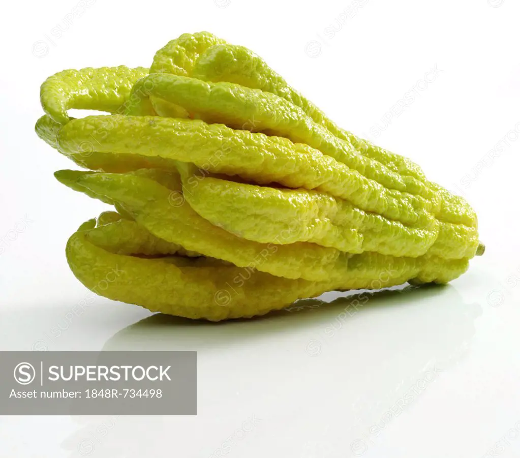 Fingered Citron (Citrus medica var sarcodactylis), popularly known as Buddha's Hand