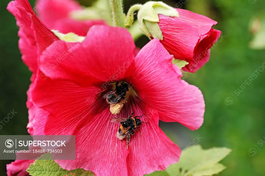 Two Bumblebees (Bombus) covered in pollen on a Hollyhook (Alcea rosea)