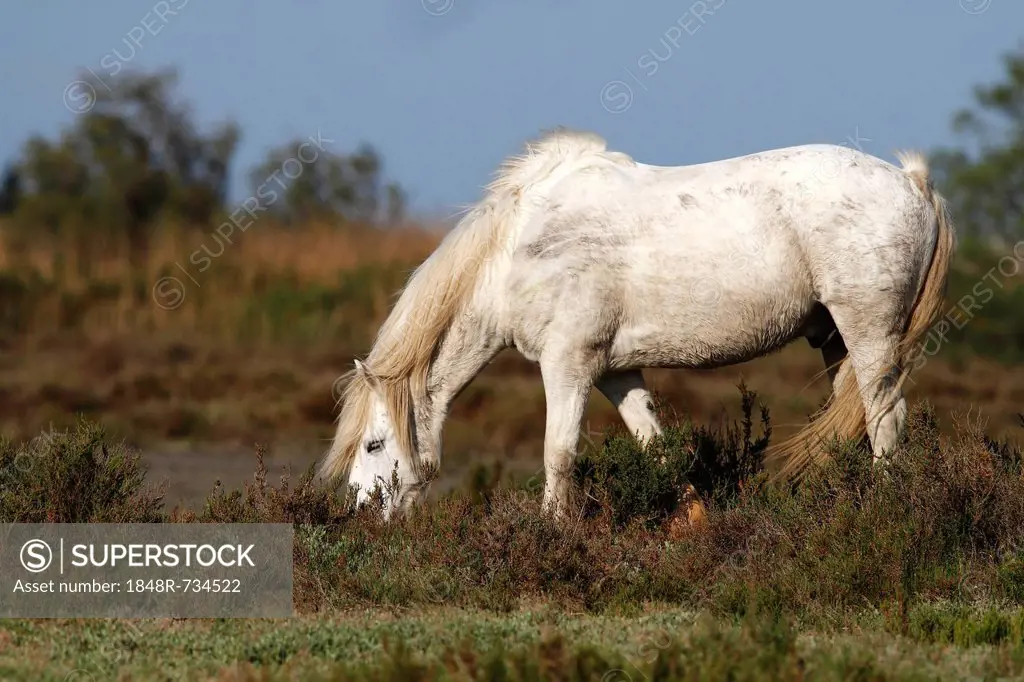 Camargue horse (Equus caballus) grazing in a nature reserve, Camargue, France, Europe