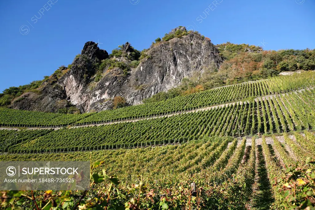 Vines, vineyards, wine-growing area on Drachenfels mountain, Siebengebirge range, Bad Honnef, North Rhine-Westphalia, Germany, Europe
