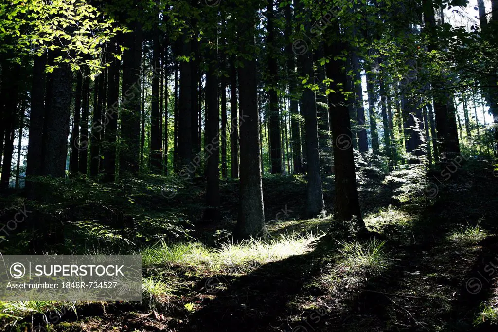 Forest in the Siebengebirge range of hills, near Bad Honnef, North Rhine-Westphalia, Germany, Europe