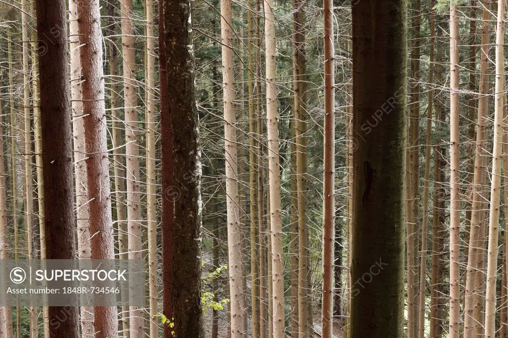 Spruce forest monoculture, Tegernsee Valley, Upper Bavaria, Bavaria, Germany, Europe, PublicGround