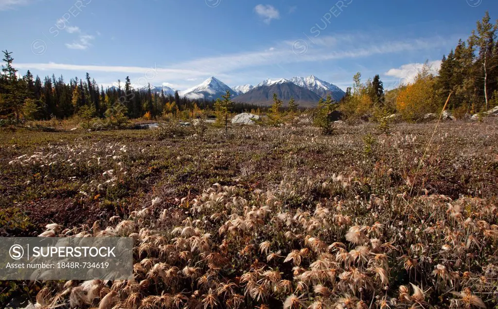 Cotton grass at Quill Creek, autumn, fall colours, Indian summer, St. Elias Mountains, Kluane National Park and Reserve behind, Yukon Territory, Canad...