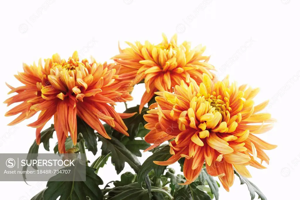 Chrysanthemums (Chrysanthemum indicum)