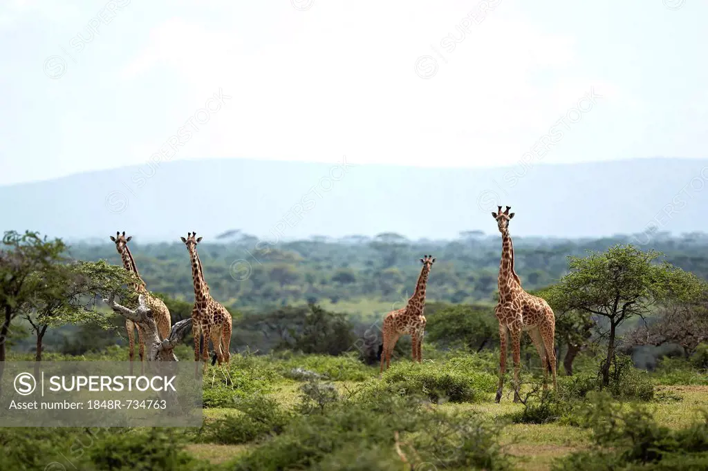 Giraffes (Giraffa camelopardalis), Serengeti, Tanzania, Africa