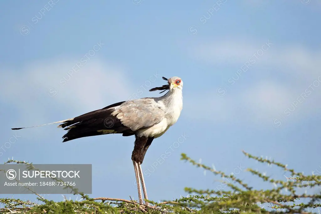 Secretary Bird (Sagittarius serpentarius), Serengeti, Tanzania, Africa