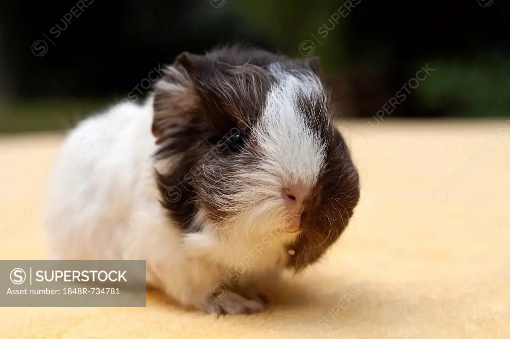 Young guinea pig, Swiss Teddy breed, chocolate-white coloured