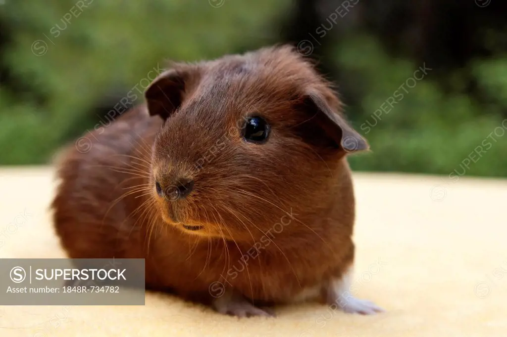 Young smooth hair, short hair guinea pig, red-white coloured