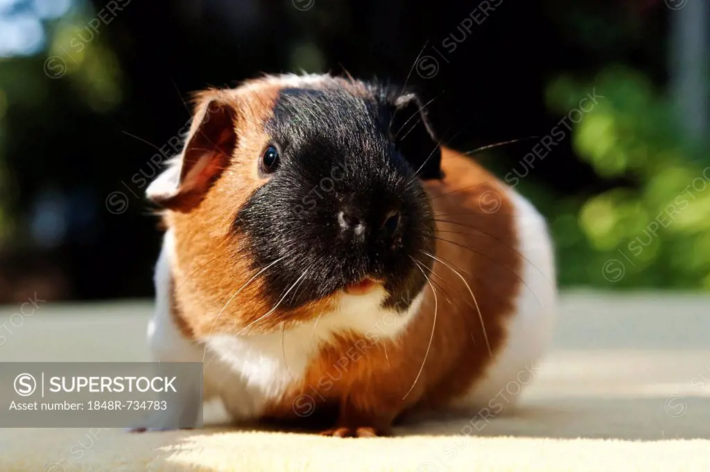 Young smooth hair, short hair guinea pig, three-coloured tortie