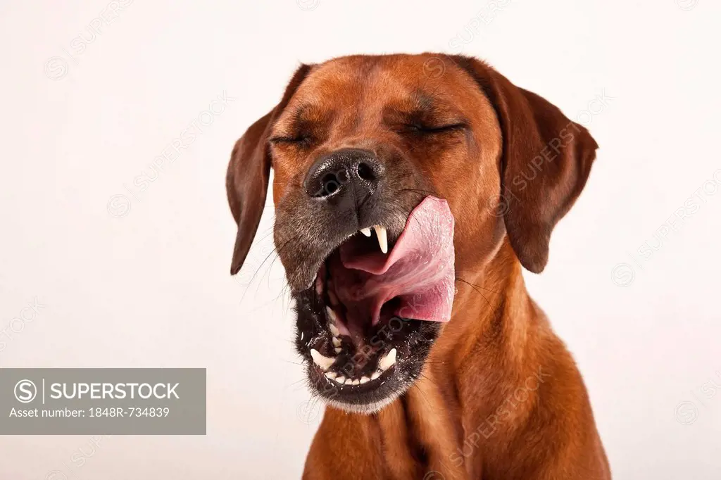 Rhodesian Ridgeback, male dog, licking his tongue around his mouth, portrait