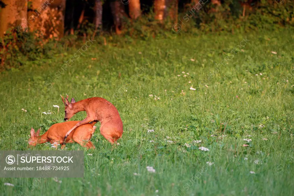 Roe deer (Capreolus capreolus), a stag and a doe during the rutting season, mating, Allgaeu region, Bavaria, Germany, Europe