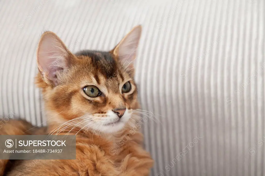 Ruddy Somali kitten, portrait on sofa