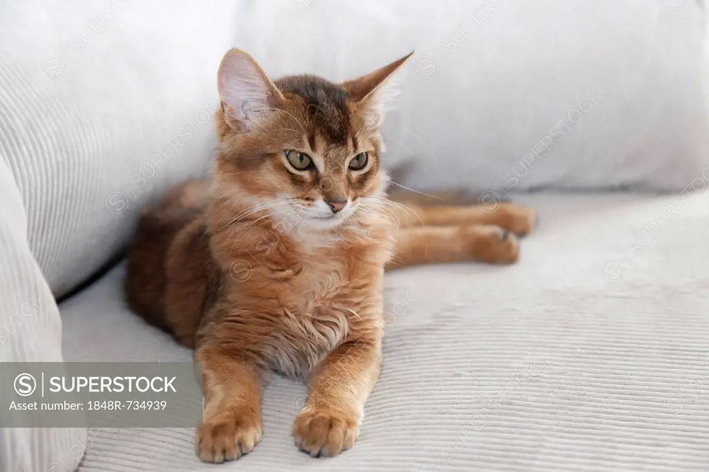 Ruddy Somali kitten is relaxing on a sofa