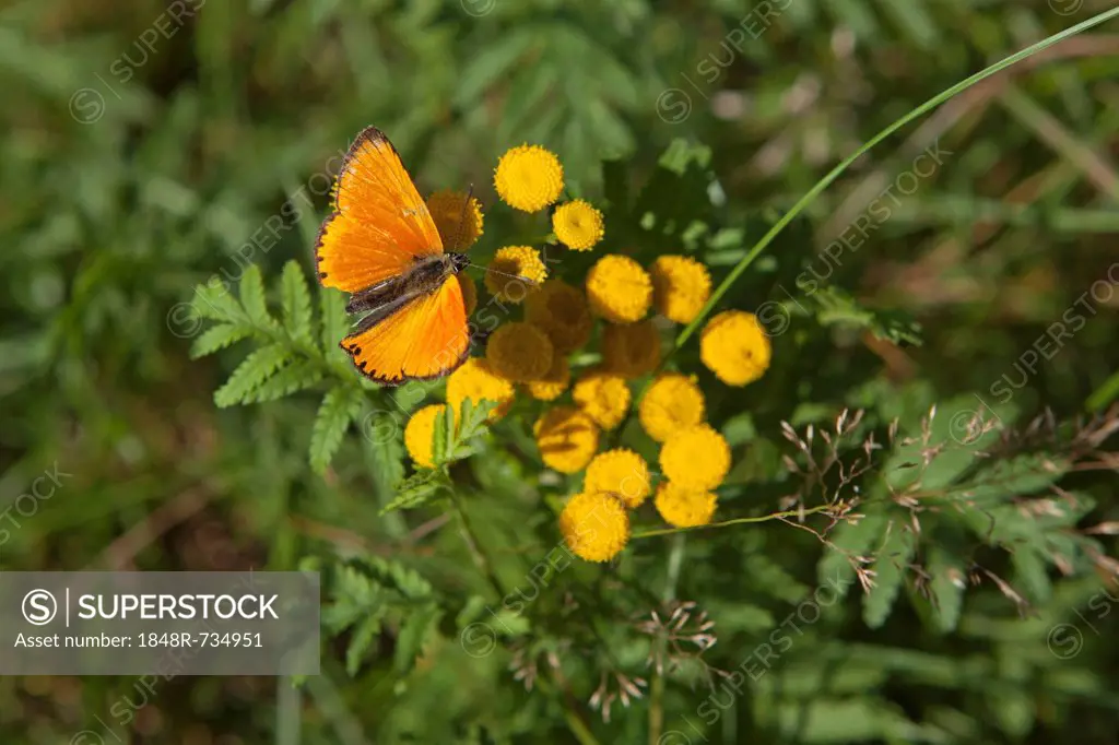 Scarce Copper butterfly (Lycaena virgaureae), Lueneburg Heath, Lower Saxony, Germany, Europe