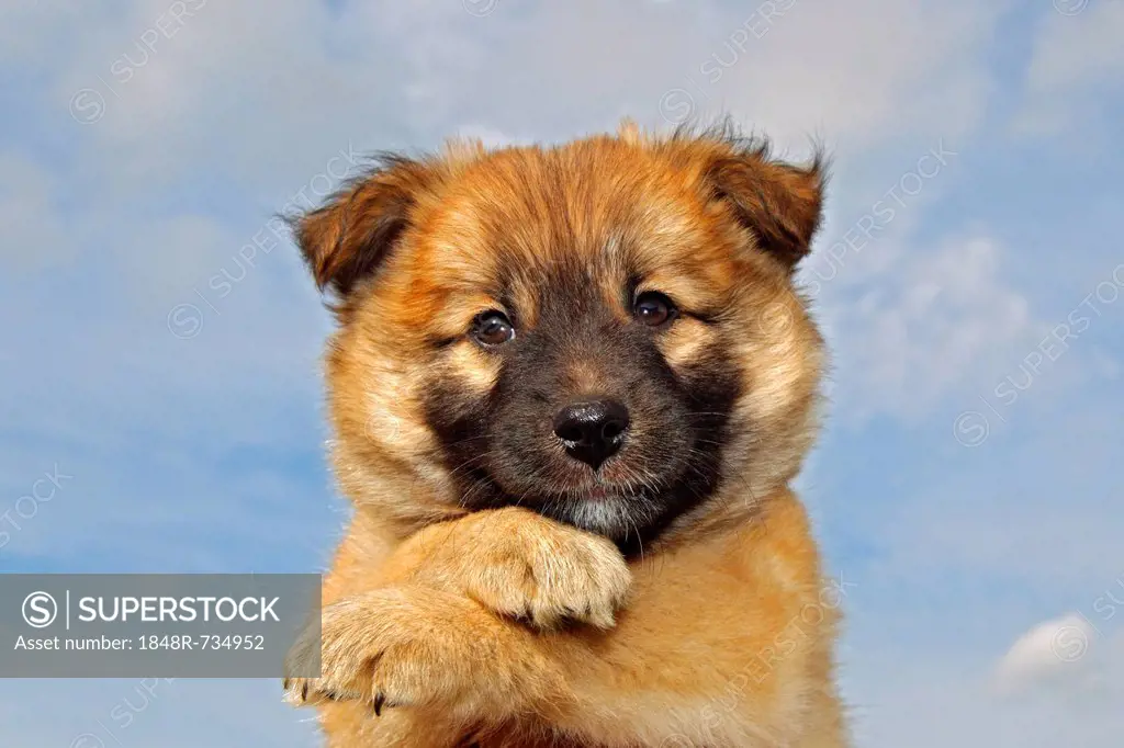 Puppy, Icelandic Sheepdog (Canis lupus familiaris)