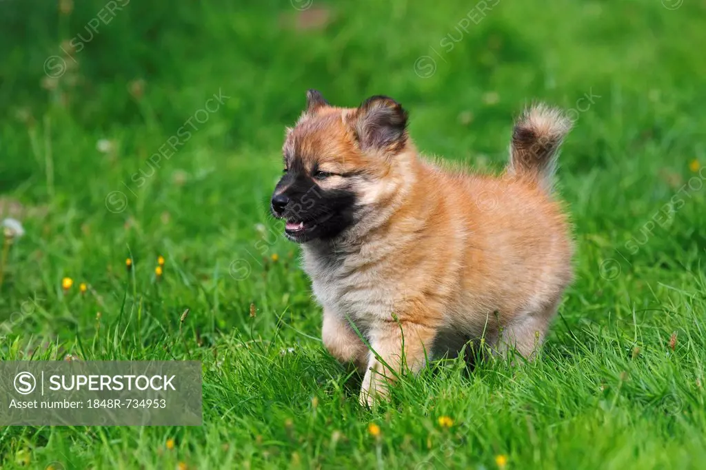 Puppy, Icelandic Sheepdog (Canis lupus familiaris)