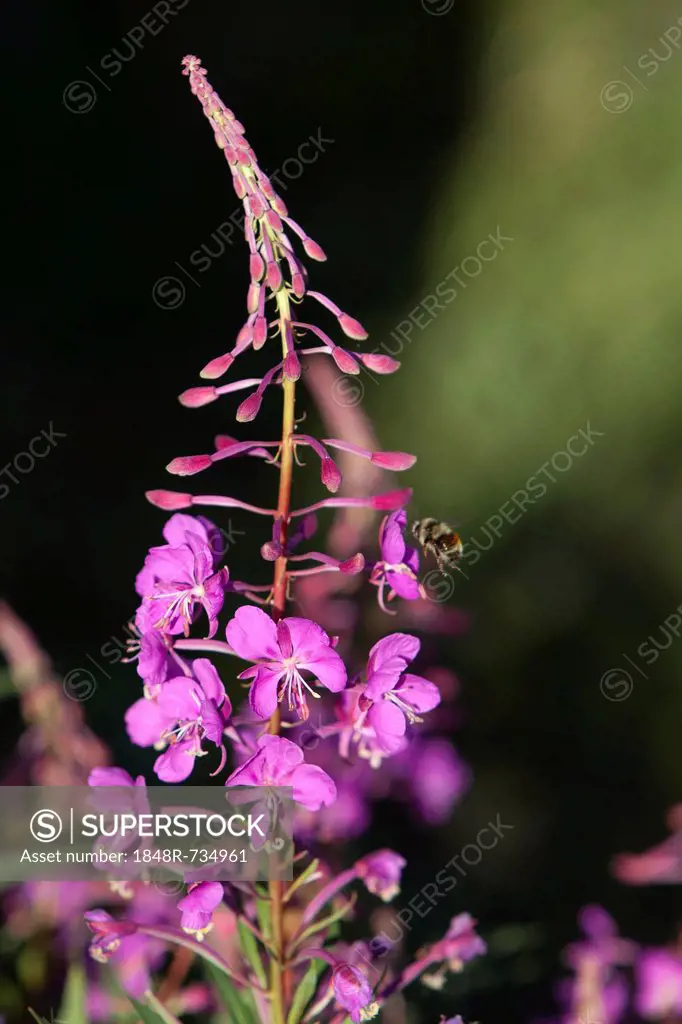 Blooming Fireweed, Great Willow-herb, Rosebay Willowherb (Epilobium angustifolium) with Bumblebee, Bumble bee (Bombus), Canada
