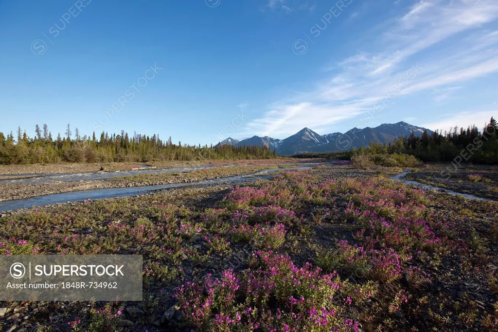 Blooming Broad-leaved Willowherb (Epilobium montanum) near subalpine creek, St. Elias Mountains behind, Kluane National Park and Reserve, Yukon Territ...