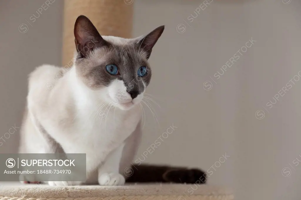 Snowshoe tomcat, Blue Point White, sitting on a scratching post