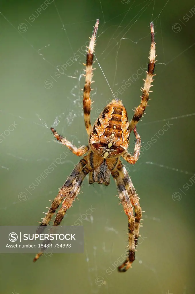 Diadem spider, Cross spider, European garden spider (Araneus diadematus), habitat Europe