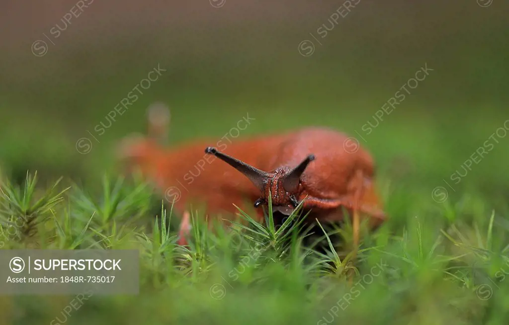 Red Slug (Arion rufus), slug in the forest