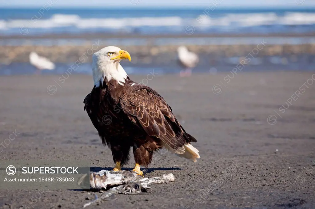 Bald Eagle (Haliaeetus leucocephalus) on the beach at Anchor Point on the Cook Inlet, Kenai Peninsula, Alaska, USA