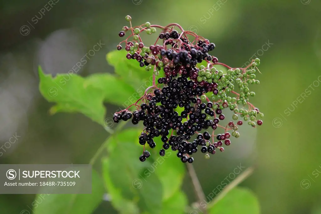 Black Elderberry (Sambucus nigra) fruit cluster with leaves, Lindlar, North Rhine-Westphalia, Germany, Europe