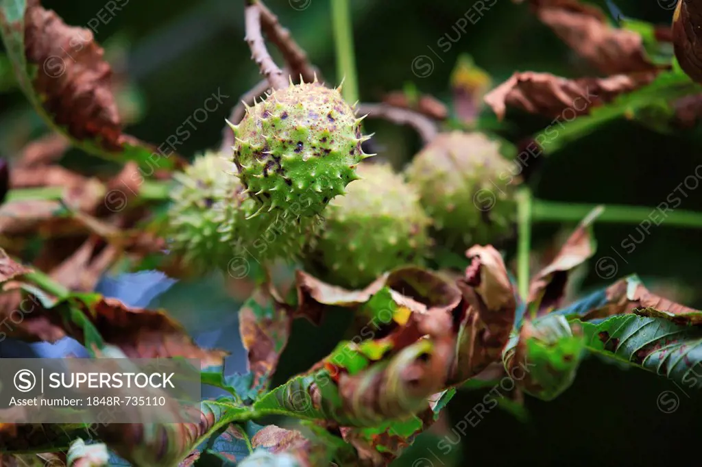 Horse-chestnut or Conker Tree (Aesculus hippocastanum), fruit pod with seeds, Lindlar, North Rhine-Westphalia, Germany, Europe