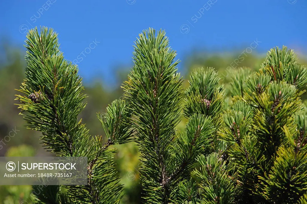 Mountain pine, Mugo pine (Pinus mugo), Untersberg, Groedig, Salzburg, Austria, Europe