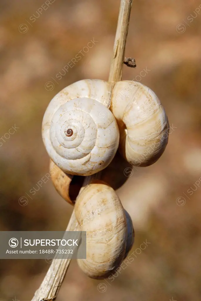 Mediterranean Snails (Helix lucorum) in heat rigor on a reed, Zadar, Dalmatia, Croatia, Europe