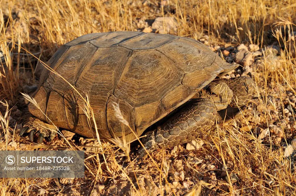 Gopher or Desert tortoise (Gopherus agassizii), Mojave Desert, Utah, USA, North America