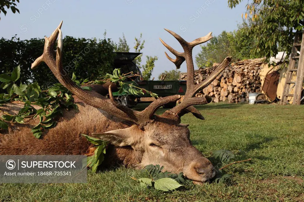 Hunted deer (Cervus elaphus), Hungary, Europe