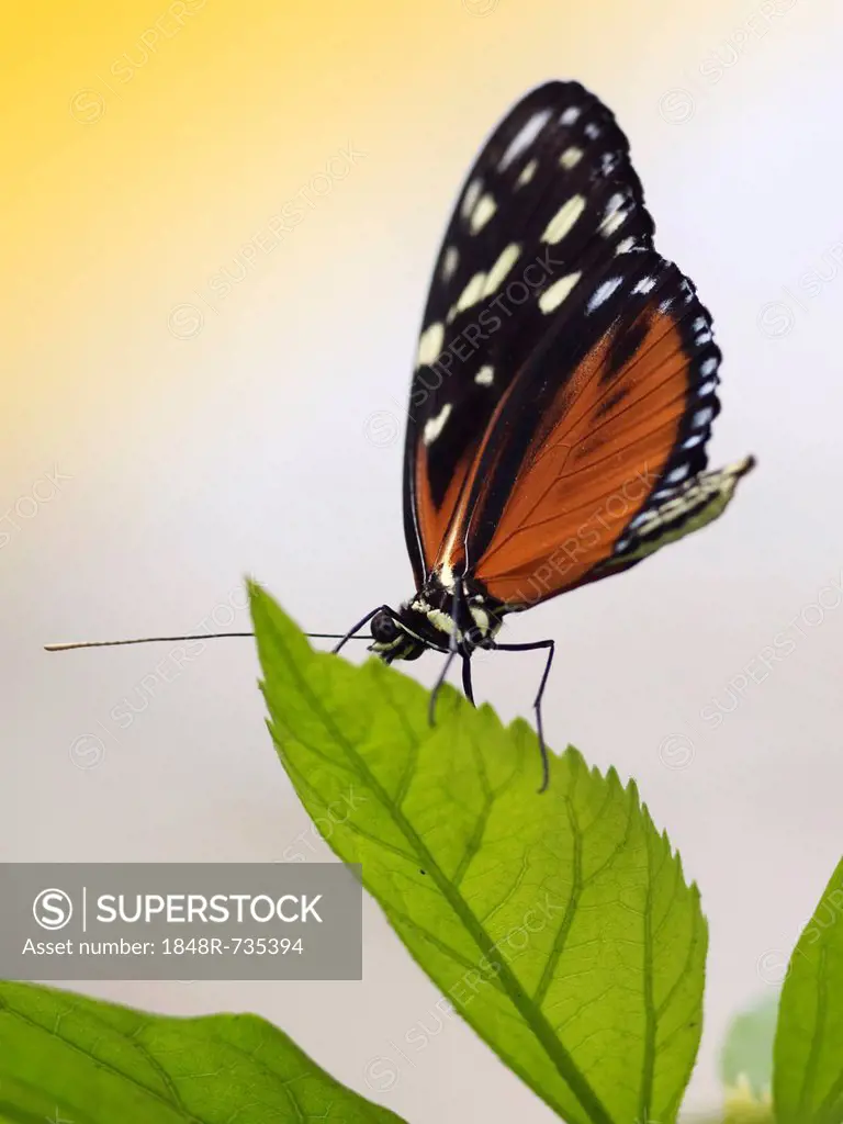 Tiger Longwing butterfly (Heliconius hecale Zuleika)