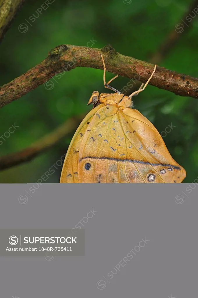 Autumnleaf or Leafwing Butterfly (Doleschallia bisaltide), mimicking a dead leaf as camouflage, found in Asia and Australia