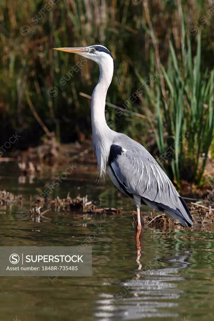 Grey Heron (Ardea cinerea), standing on the shore of a stretch of water, Camargue, France, Europe