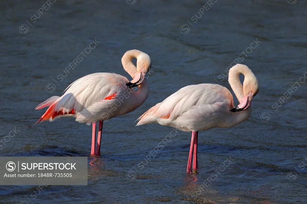 Two Greater Flamingos (Phoenicopterus roseus), preening, Camargue, France, Europe
