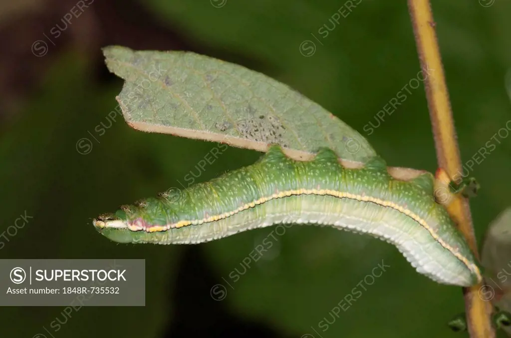 Pale Prominent (Pterostoma palpina), caterpillar in shock position on a willow leaf, Untergroeningen, Baden-Wuerttemberg, Germany, Europe