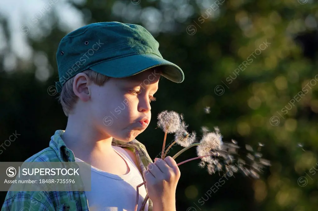 Little boy blowing dandelion clocks, Hohnstorf, Lower Saxony, Germany, Europe