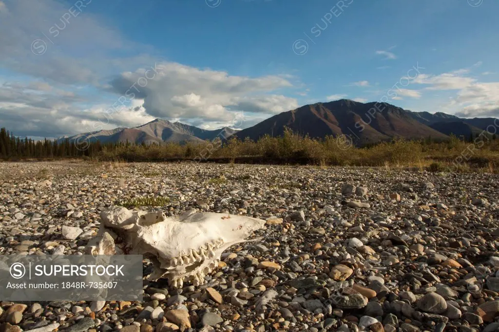 Weather bleached moose scull, gravel bar, Wind River, Peel Watershed, Yukon Territory, Canada
