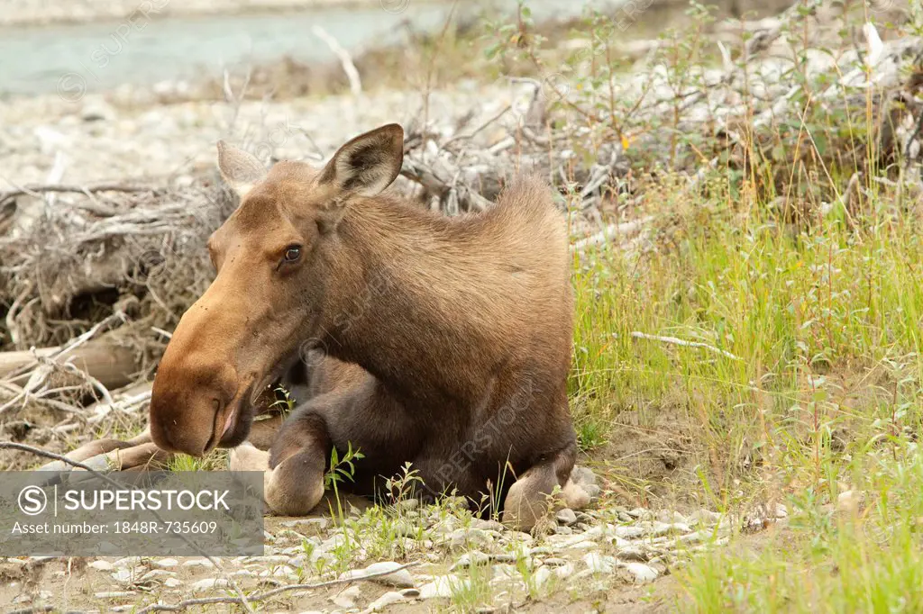 Old or sick cow, female moose, elk (Alces alces), about to die on the shore of Wind River, Peel Watershed, Yukon Territory, Canada