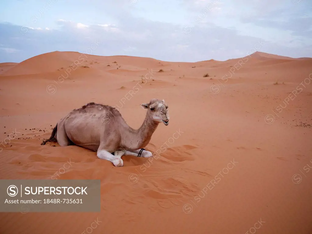 Dromedary or Arabian Camel (Camelus dromedarius), resting in the sand dunes of the Erg Chebbi Desert, near Merzouga, Morocco, North Africa, Africa
