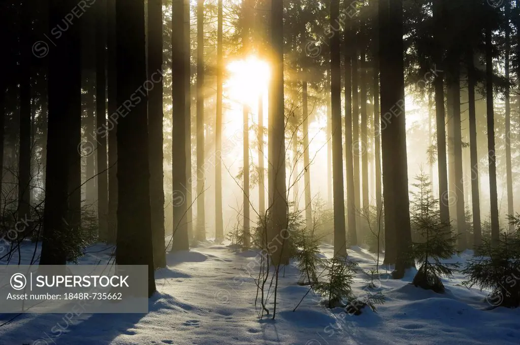 Snow-covered pine forest with sun, Black Forest, Baden-Wuerttemberg, Germany, Europe