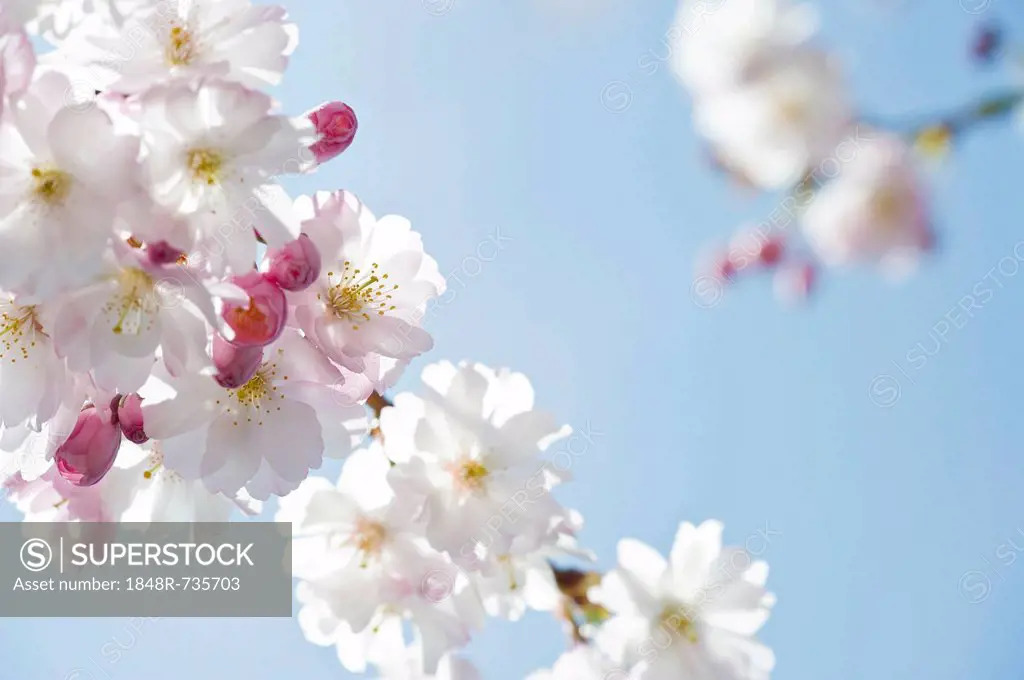 Blooming Japanese Cherry (Prunus serrulata)