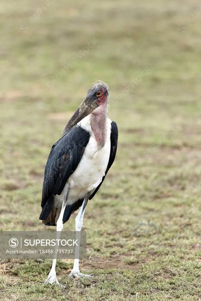 Marabou Stork (Leptoptilos crumeniferus), standing, Serengeti, Tanzania, Africa
