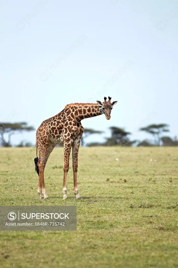 Giraffe (Giraffa camelopardalis), Serengeti, Tanzania, Africa