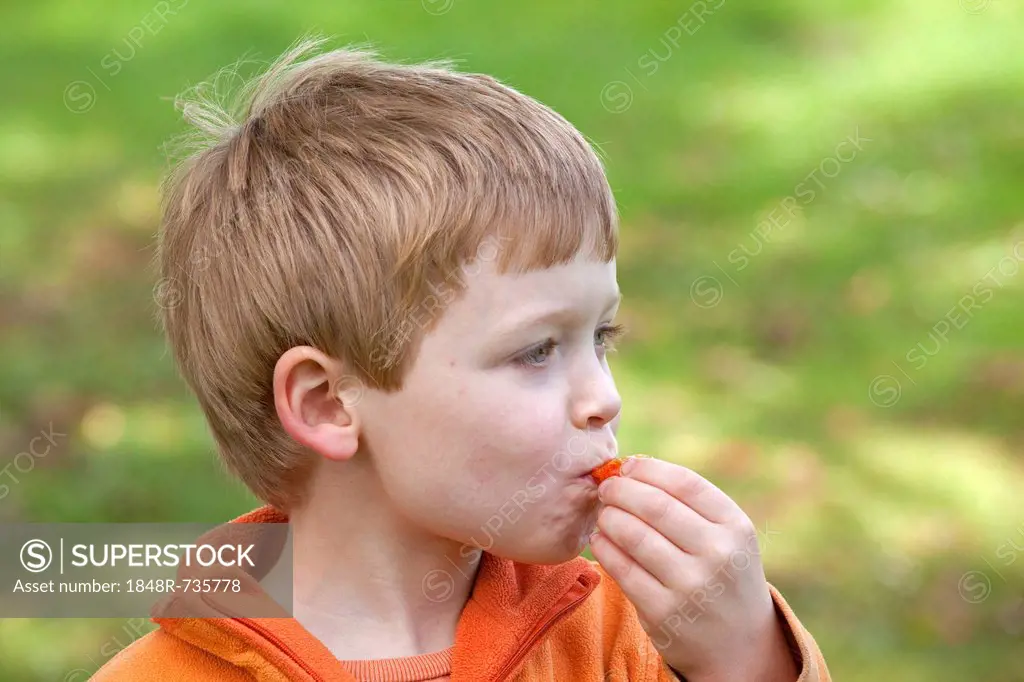 Little boy eating a mirabelle plum