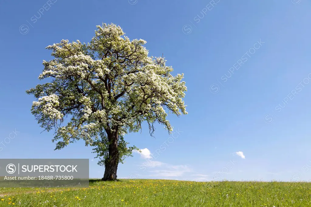 Blossoming fruit tree in a meadow, Mostviertel, Must Quarter, Lower Austria, Austria, Europe