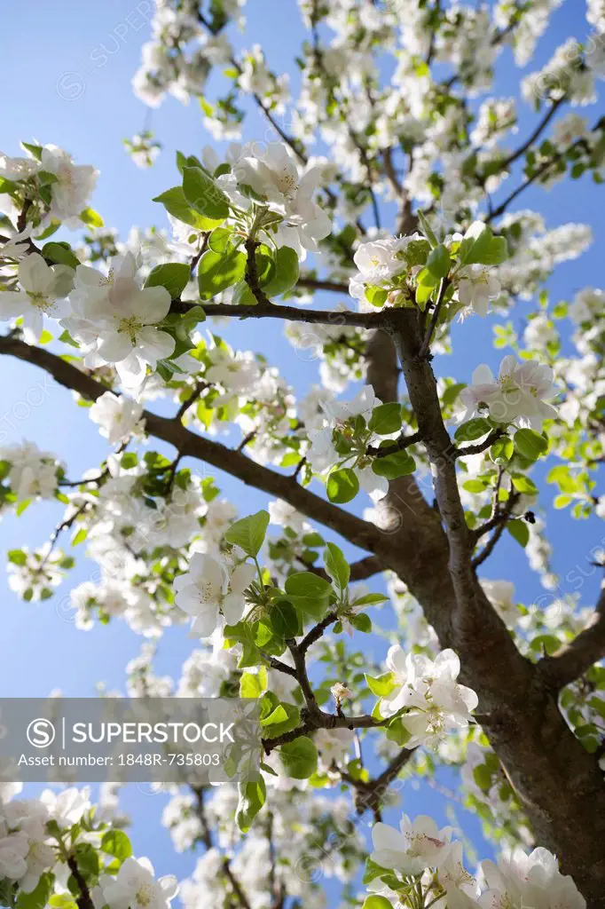Cherry blossoms (Prunus sp.), Mostviertel, Must Quarter, Lower Austria, Austria, Europe