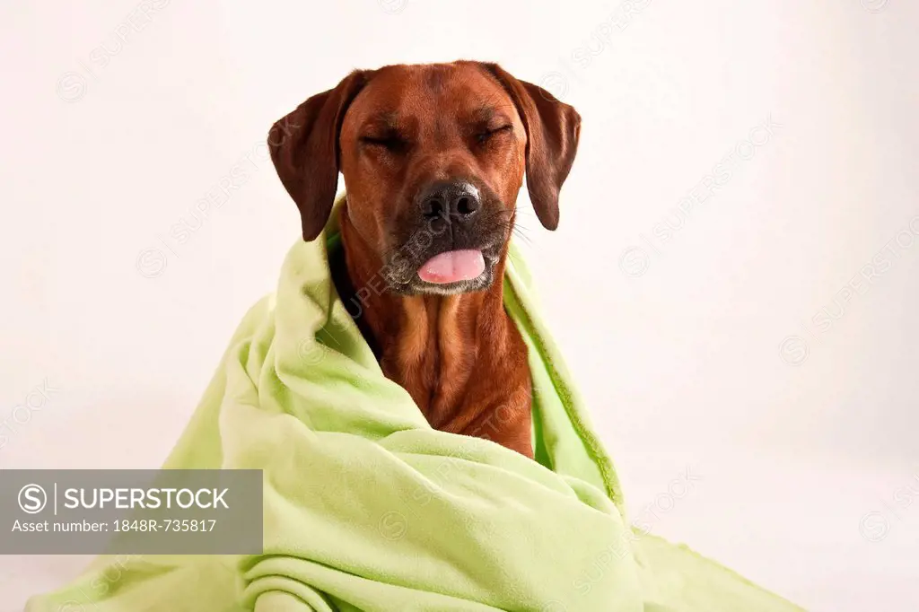 Rhodesian Ridgeback, male dog, with a blanket